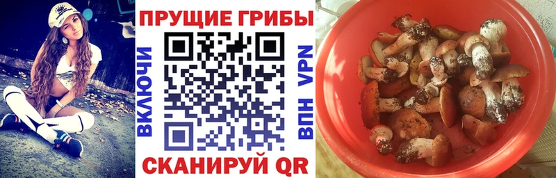 Купить где  Ногинск  Галлюциногенные грибы мицелий 